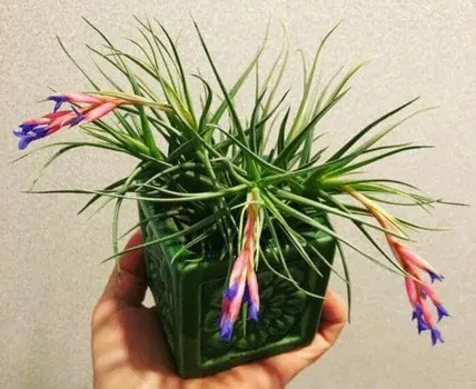 tillandsia