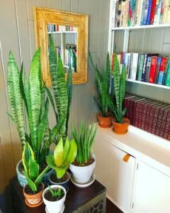 snake plant care