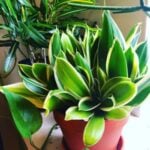 Snake Plant Care: The Best Beginner's Houseplant? snake plant care