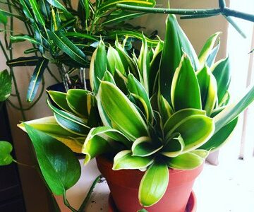 snake plant care