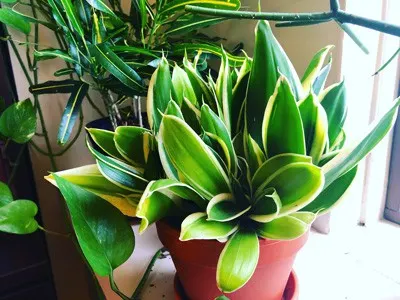 snake plant care