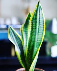 snake plant care