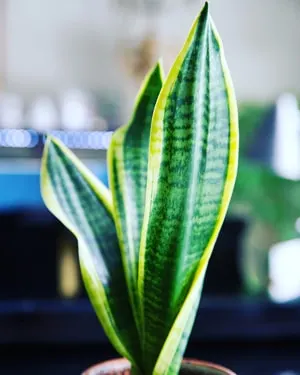 snake plant care