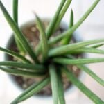snake plant care
