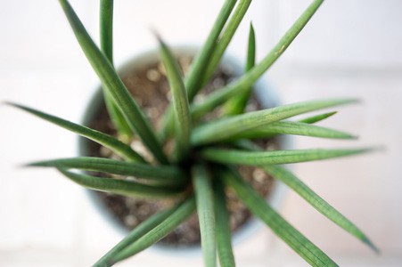 snake plant care