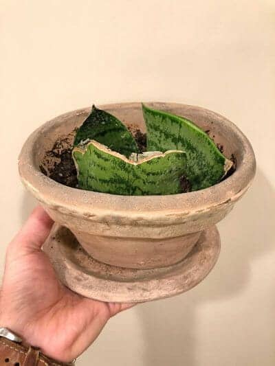 Propagating Sansevieria