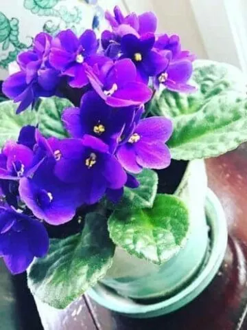 african violet fertilizer
