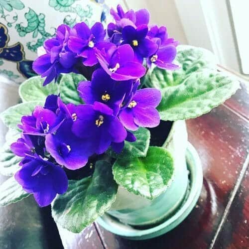 are african violets poison to cats and dogs