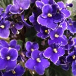 featured-african-violet