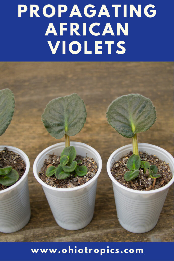 propagating-african-violet