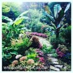 Pushing Your Hardiness Zone: Grow Beyond Your Limits Musa basjoo hardy banana