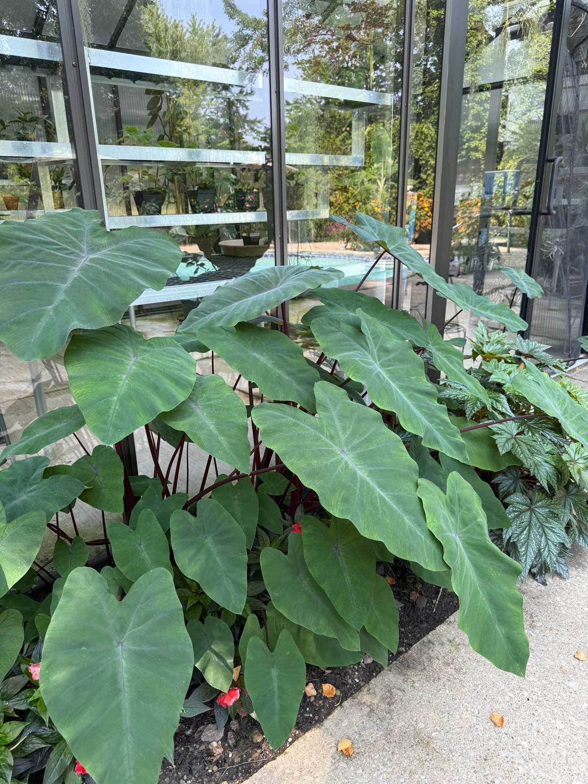 Colocasia that comes back every year despite it not being hardy in my zone