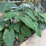 Pushing Your Hardiness Zone: Grow Beyond Your Limits featured-hardiness-zone