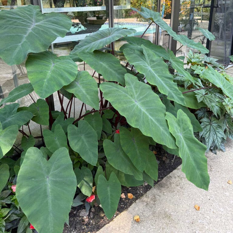 Pushing Your Hardiness Zone: Grow Beyond Your Limits
