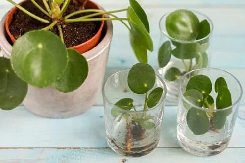 Pilea peperomioides propagation