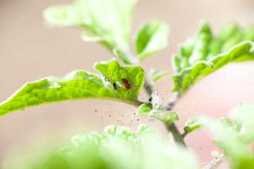 spider mites