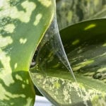 featured-spider-mites