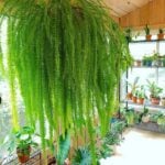 Secrets on How Not to Kill Your Indoor Ferns indoor ferns