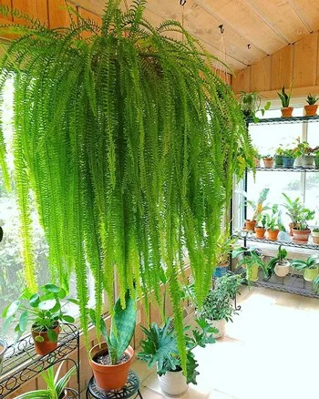 indoor ferns