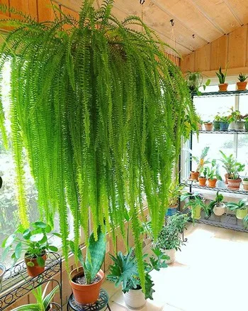 Overveje tro Lignende Secrets on How Not to Kill Your Indoor Ferns