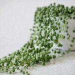 String of Pearls Care Guide: 5 Transformational Tips string-of-pearls