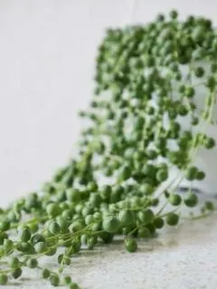 String of Pearls Care Guide: 5 Transformational Tips