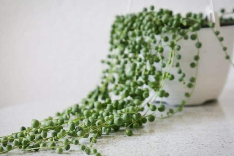 String of Pearls Care Guide: 5 Transformational Tips