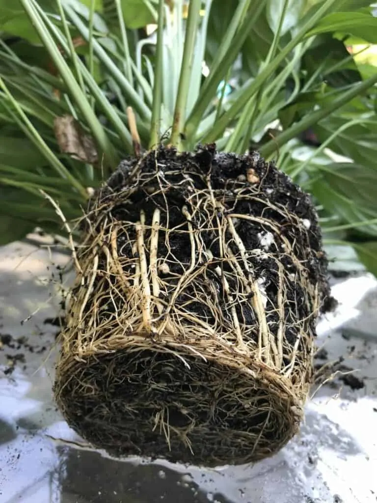 How to Repot a Plant That Is Root Bound