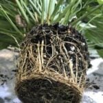 Repotting a Root Bound Peace Lily: 3 Easy Steps for Success How to Repot a Plant That Is Root Bound