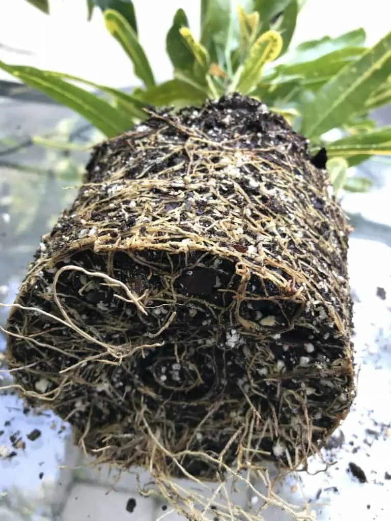 How to Repot a Plant That Is Root Bound