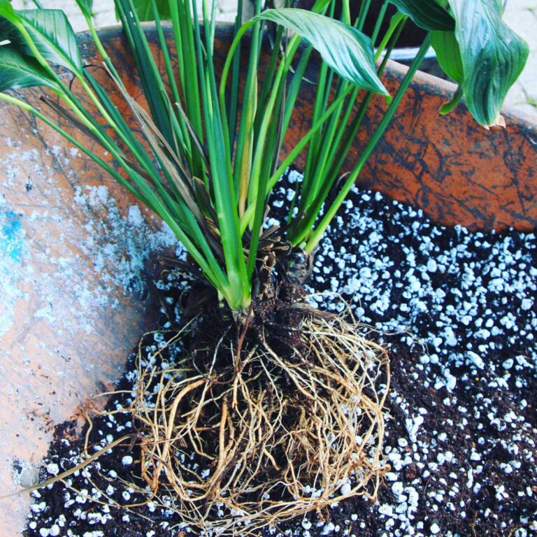 Repotting a Root Bound Peace Lily:  3 Easy Steps for Success