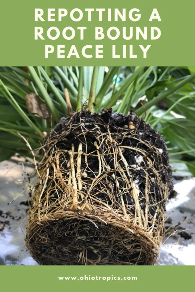 root-bound-peace-lily