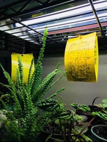 fungus gnats life cycle