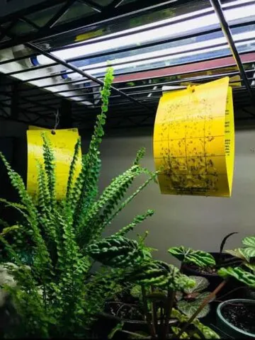 fungus gnats life cycle