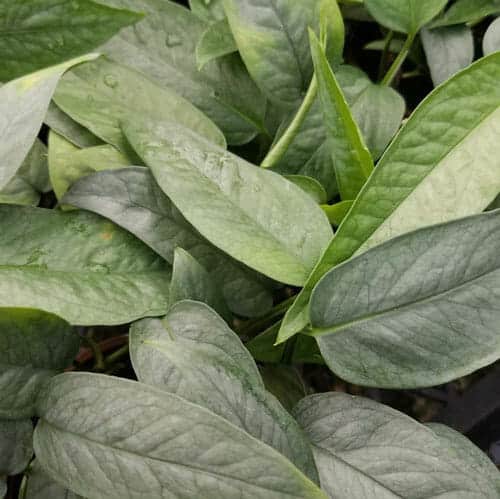 Epipremnum Cebu Blue