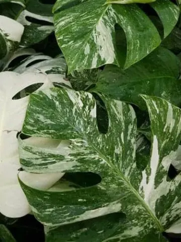 Monstera deliciosa albo variegata