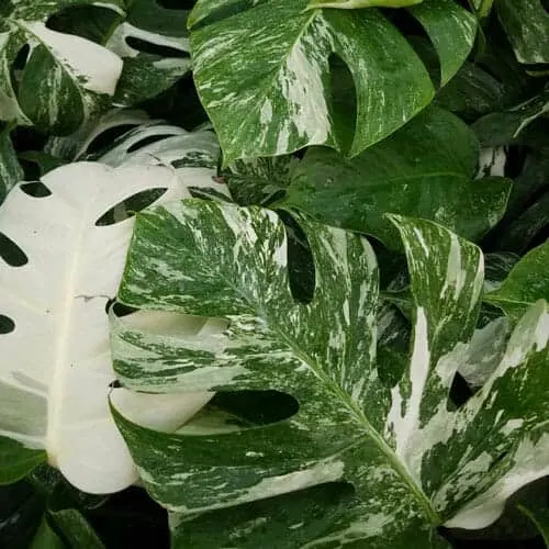 Monstera deliciosa albo variegata