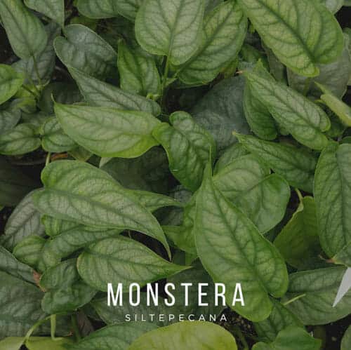 Monstera siltepecana