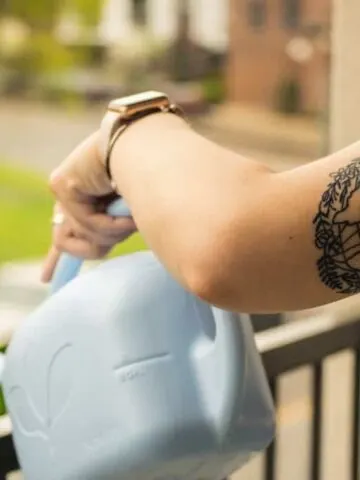 how to water potted plants