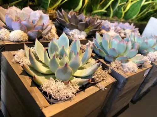 stems fleur cleveland heights florist