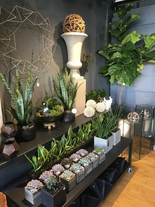 stems fleur cleveland heights florist