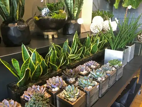 stems fleur cleveland heights florist