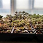 Propagating Echeveria and Other Succulents propagating echeveria