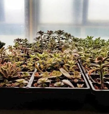 propagating echeveria