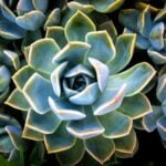 How to Water Succulents - Stop Killing Your Succulents Now how to water succulents