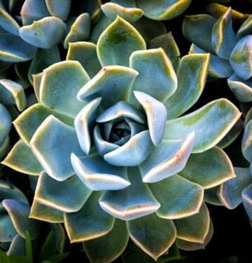 how to water succulents