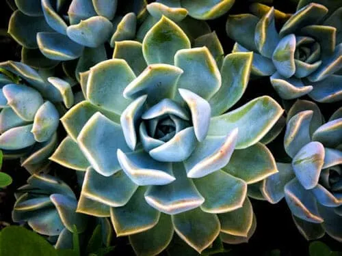 how to water succulents