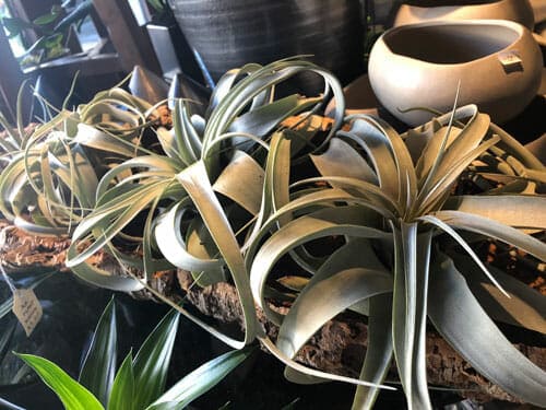 tillandsia xerographica