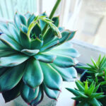 featured-succulent-propagation