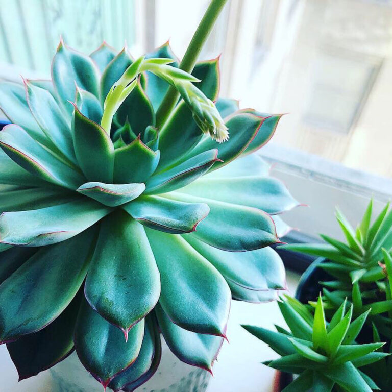 How to Water Succulents - Stop Killing Your Succulents Now